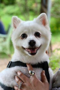 Pomeranian Hund beim Lächeln