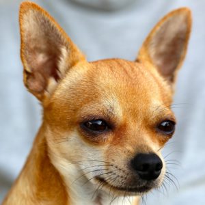  Chihuahua Hund mit halb geschlossenen Augen