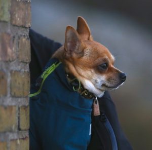  Chihuahua Hund mit Jacke