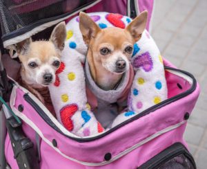  Chihuahua Hund in einer Tasche